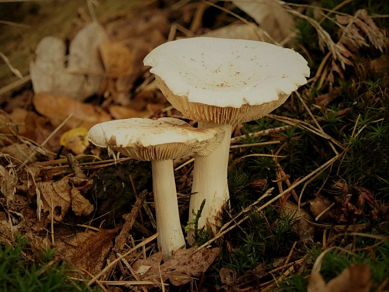 Foto 17 verkleind.jpg - Paddestoelen